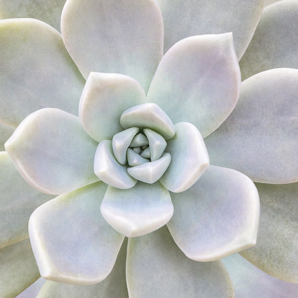 Aeonium Flower art print by Biebel for $57.95 CAD