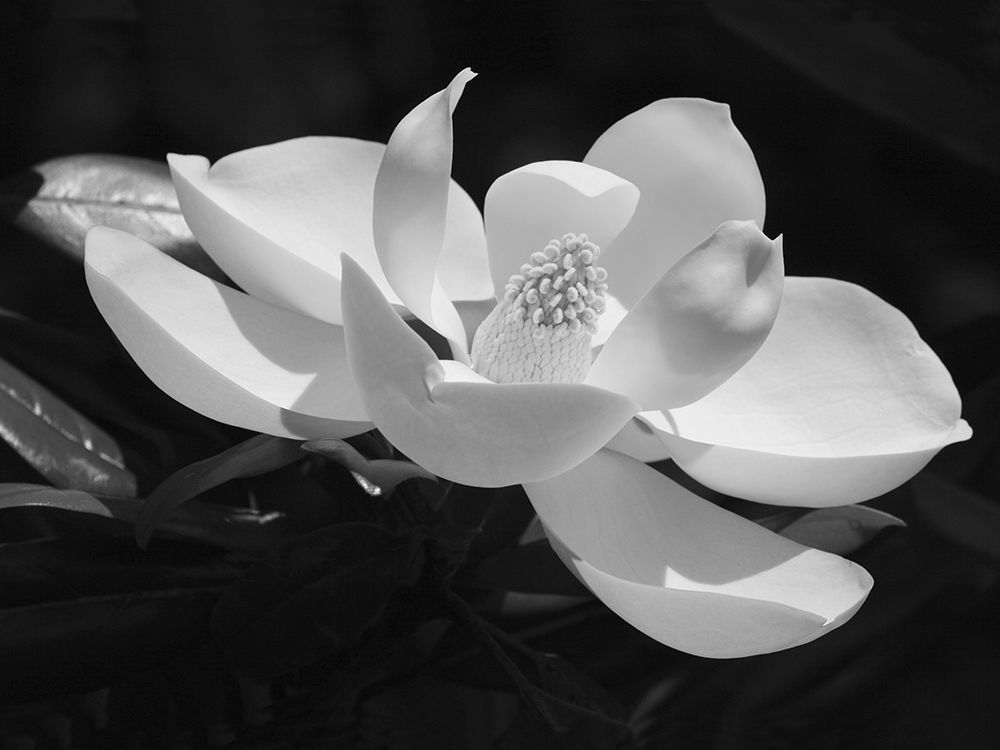 Magnolia Flower art print by Anonymous for $57.95 CAD