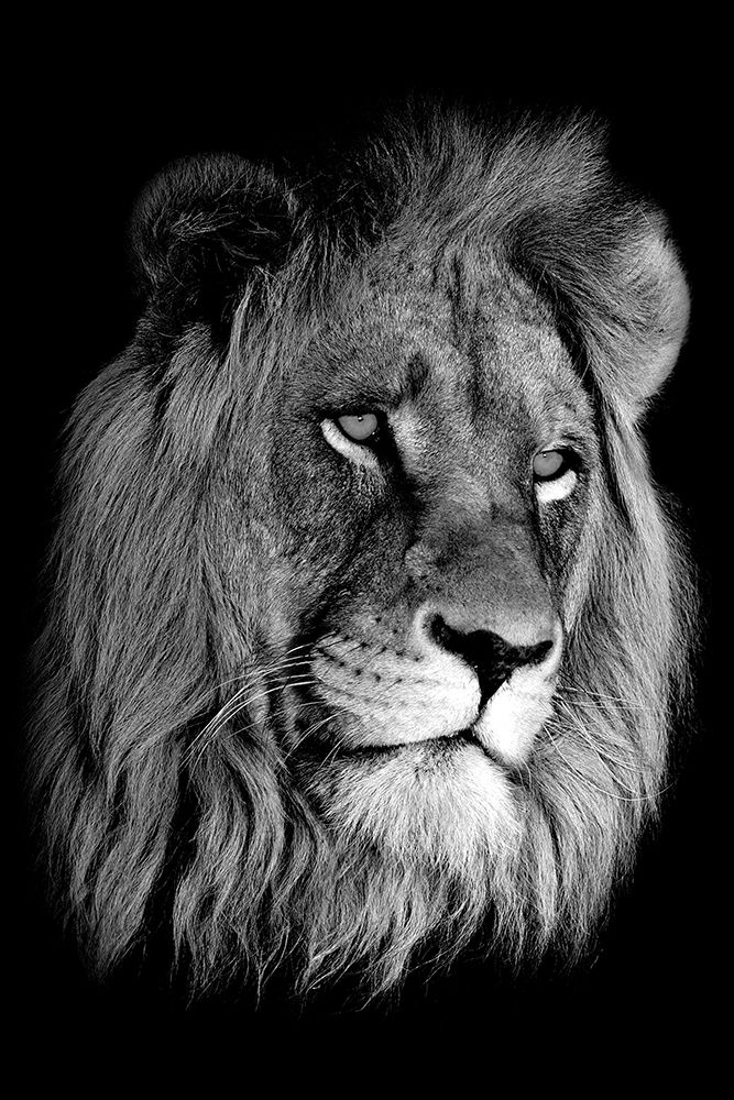 Lion King art print by Anon for $57.95 CAD