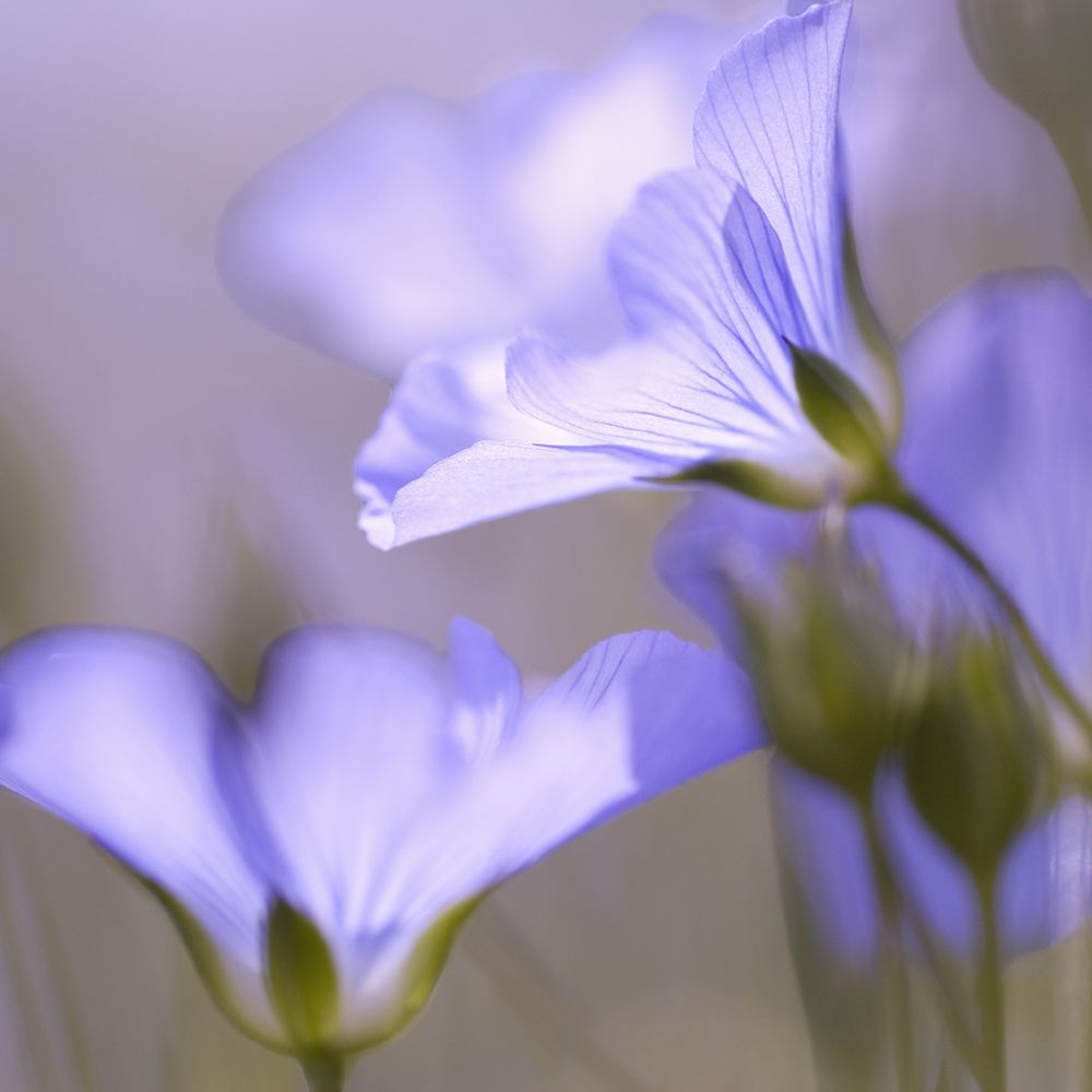 Fleur Mauve art print by Anonymous for $57.95 CAD