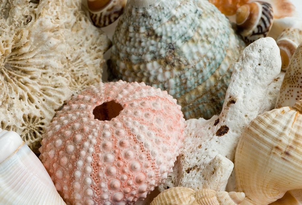 Sea Urchins art print by Anonymous for $57.95 CAD