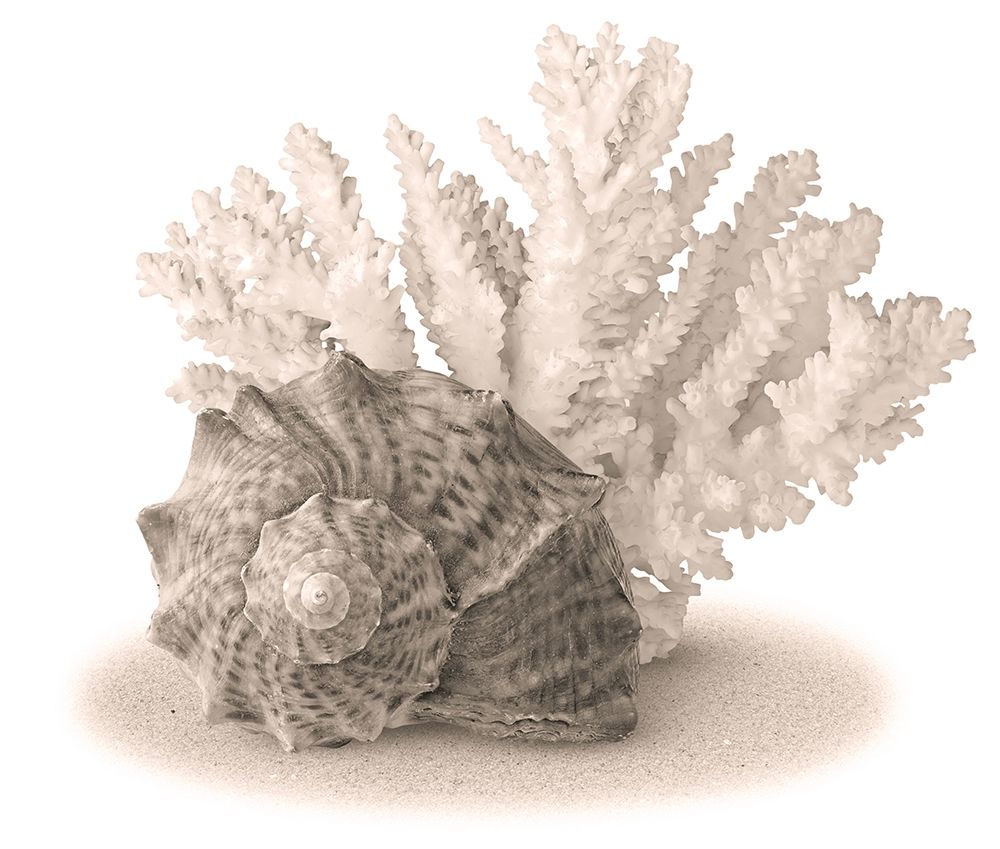Seashells II art print by Anonymous for $57.95 CAD