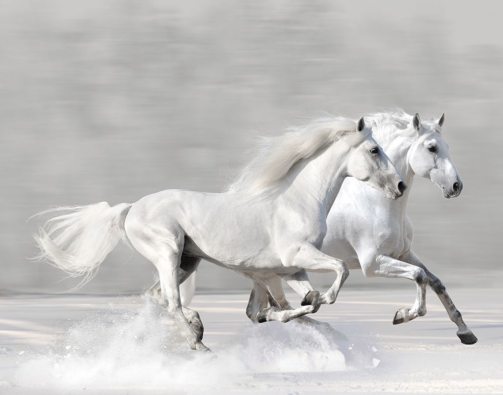 Winter Gallop art print by Makarova for $57.95 CAD