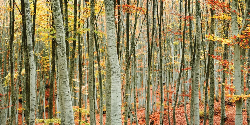 Beech Forest art print by Mavroudakis for $57.95 CAD