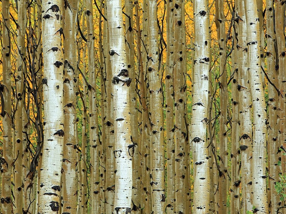 Golden Aspens art print by Adolphson for $57.95 CAD