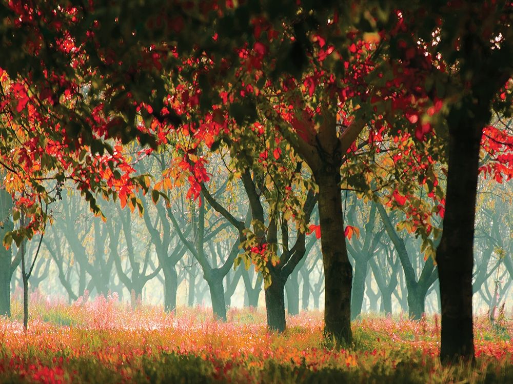 Fall Forest art print by Zsolnai for $57.95 CAD