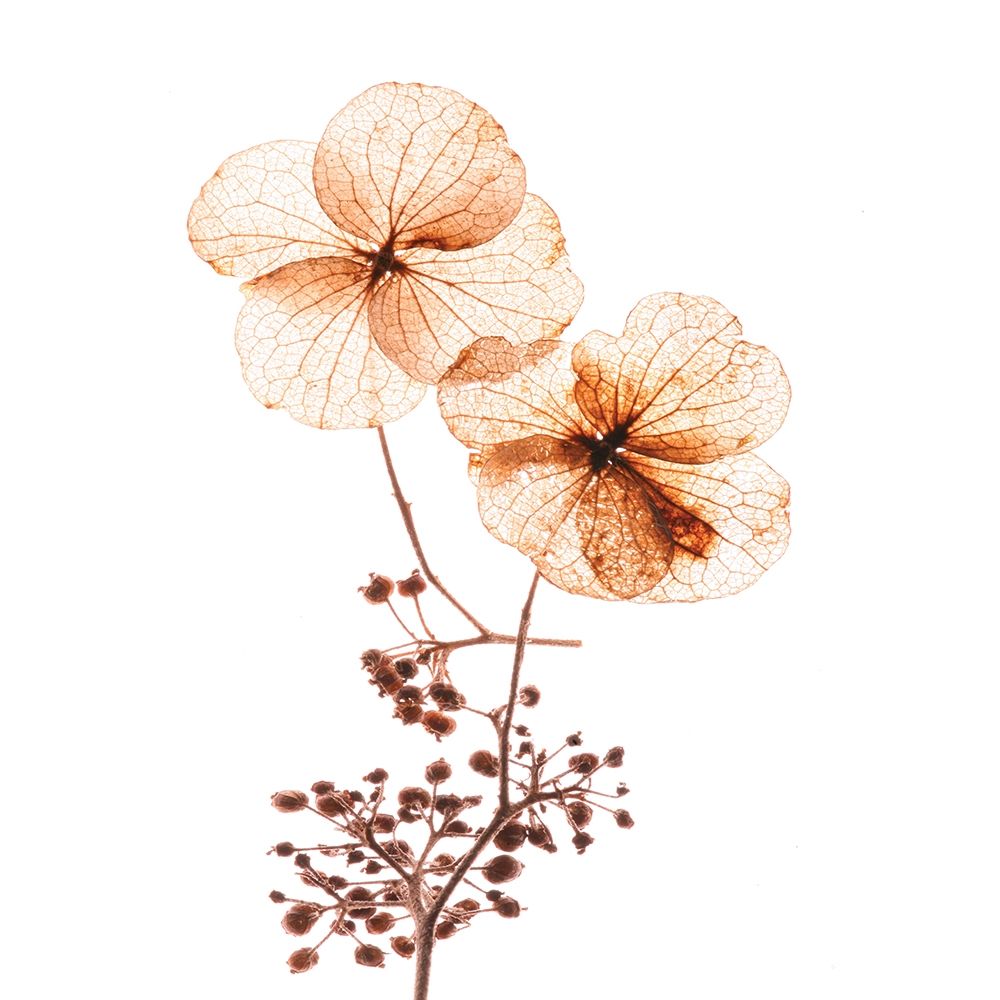 Petal Blooms art print by Anonymous for $57.95 CAD