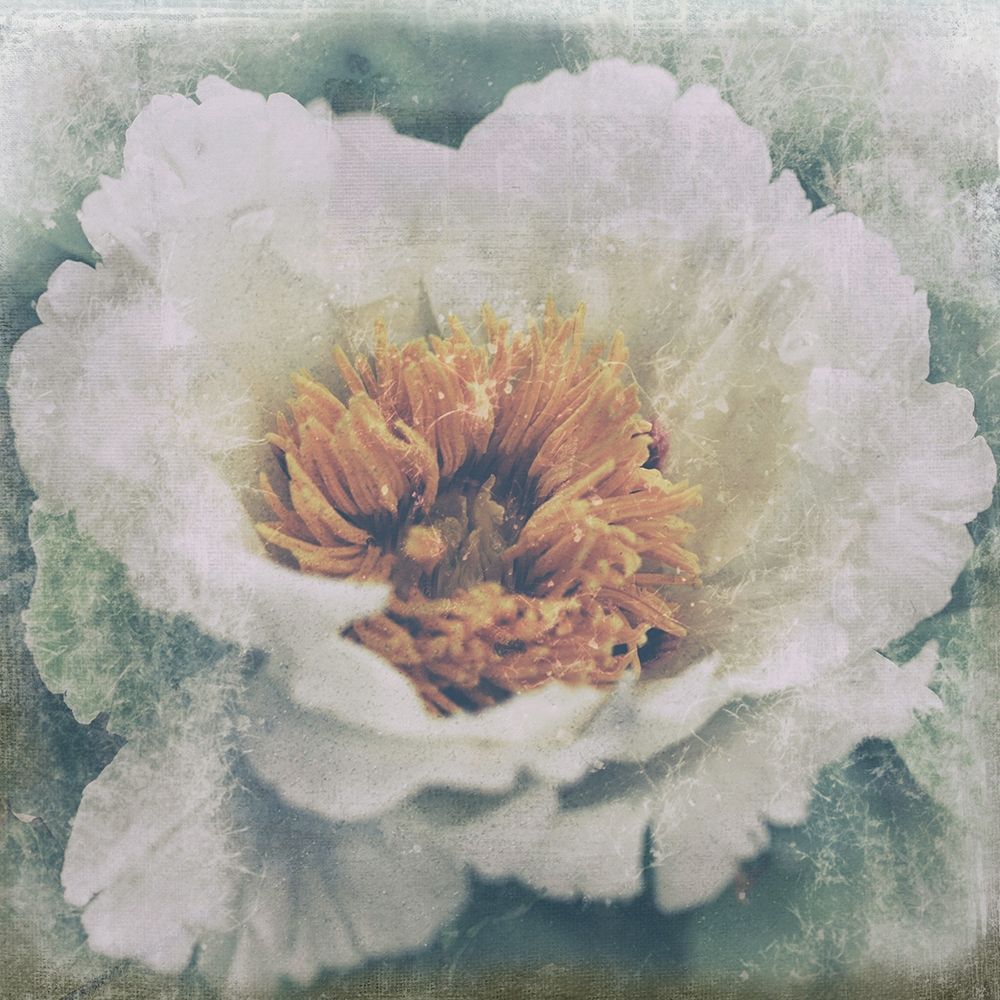 Nostalgic Peony Blossom art print by Anonymous for $57.95 CAD