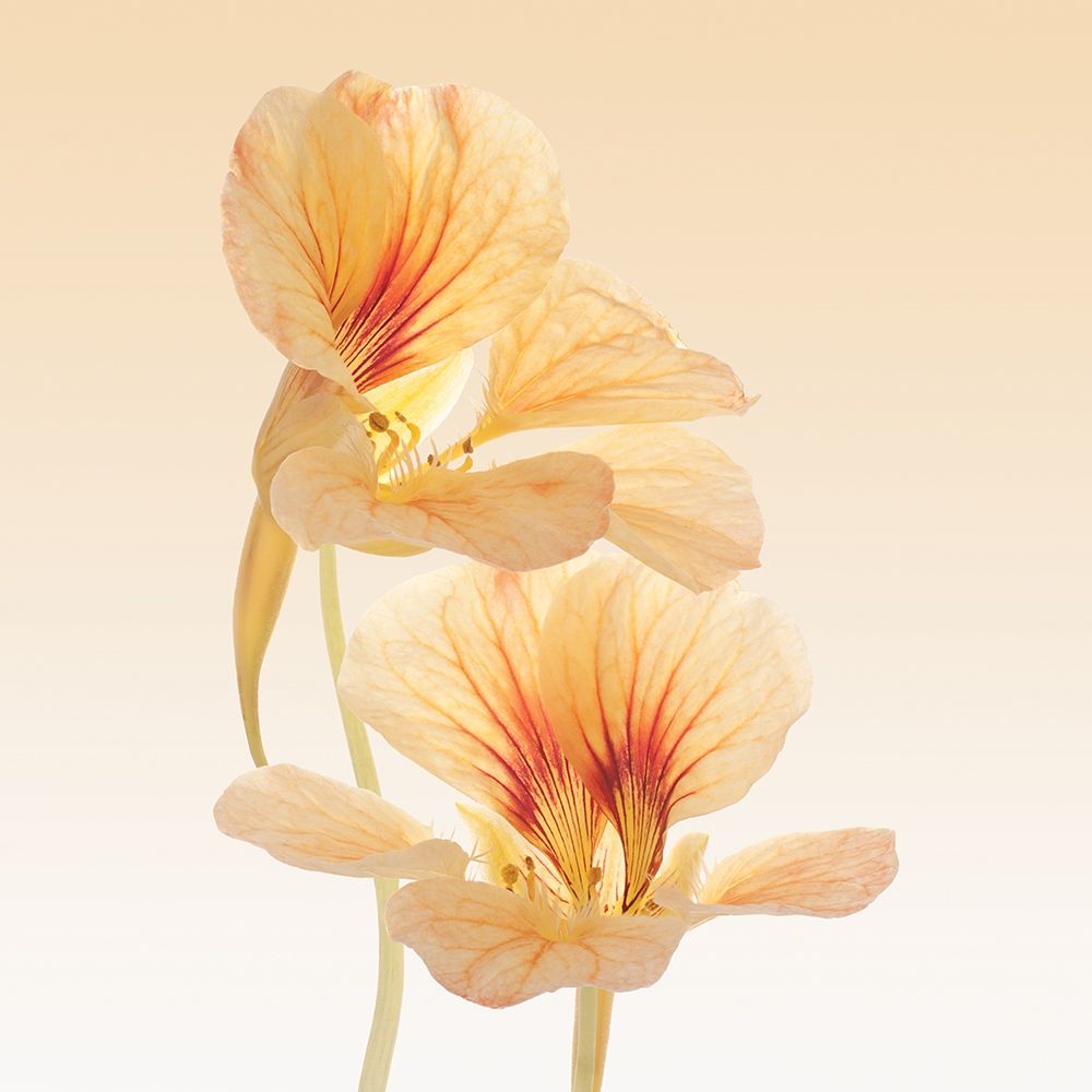 Nasturtium art print by Vilor for $57.95 CAD