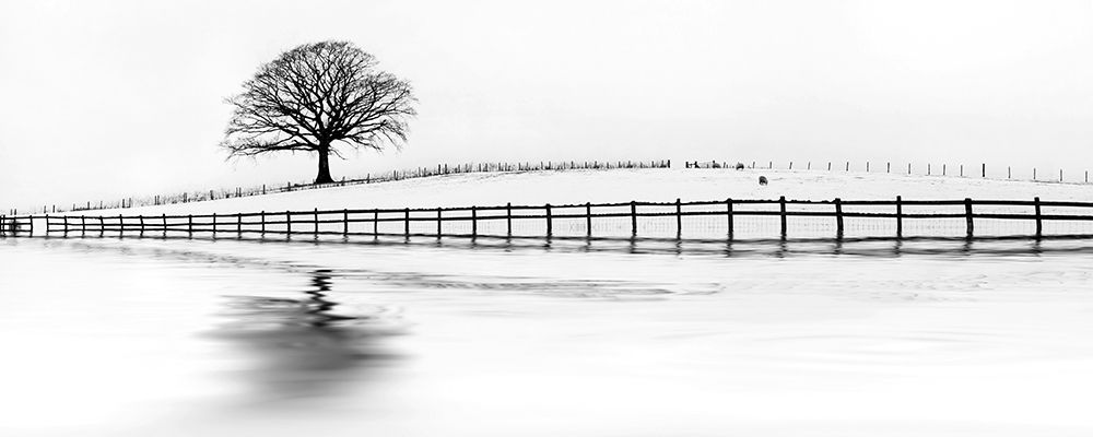 Winter Oak in a Field art print by M. Barbone for $57.95 CAD