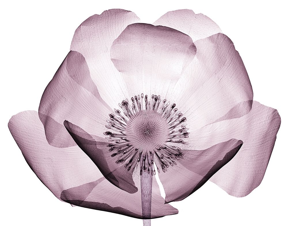 Translucent Lavender Poppy art print by Anonymous for $57.95 CAD