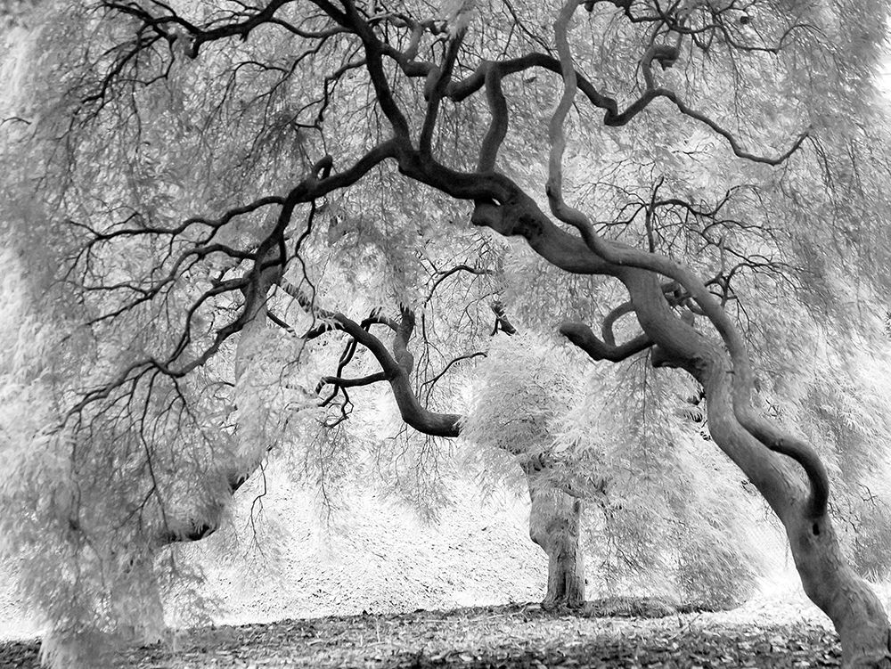 Enchanted Forest art print by Anonymous for $57.95 CAD