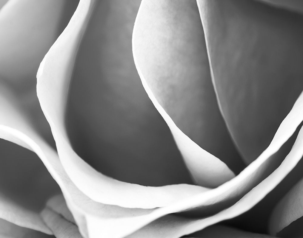 Rose Petal Detail art print by B. Marcela for $57.95 CAD