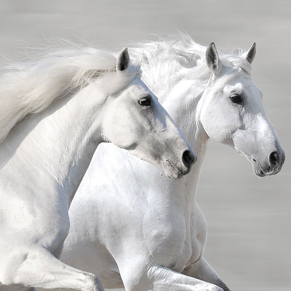 Winter Gallop (detail) art print by Makarova for $57.95 CAD