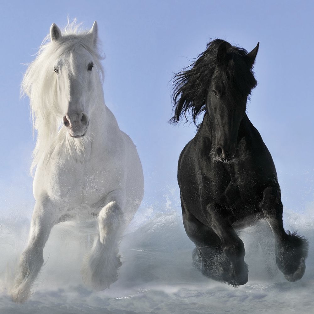 Salt And Pepper (detail) art print by Makarova for $57.95 CAD