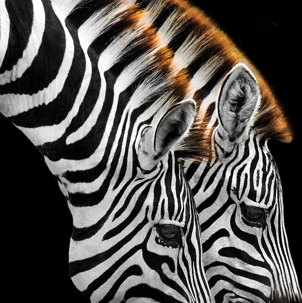 Zebras Grazing art print by Anonymous for $57.95 CAD