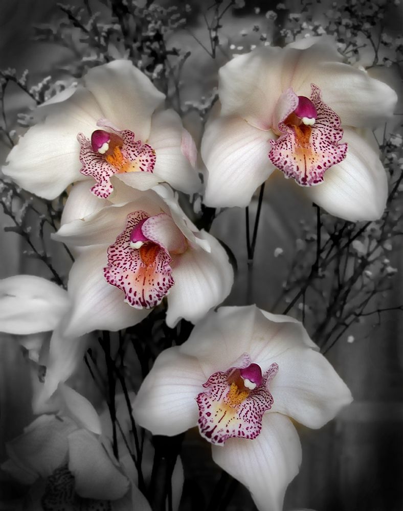 Cymbidium Orchid White art print by Igor Maloratsky for $57.95 CAD