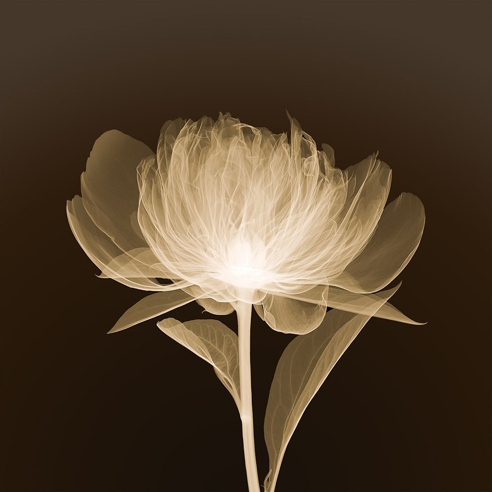 Full Bloom (sepia) art print by Anonymous for $57.95 CAD