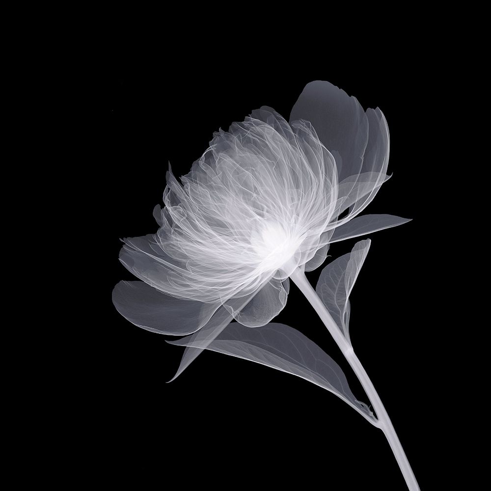 Full Bloom art print by Anonymous for $57.95 CAD