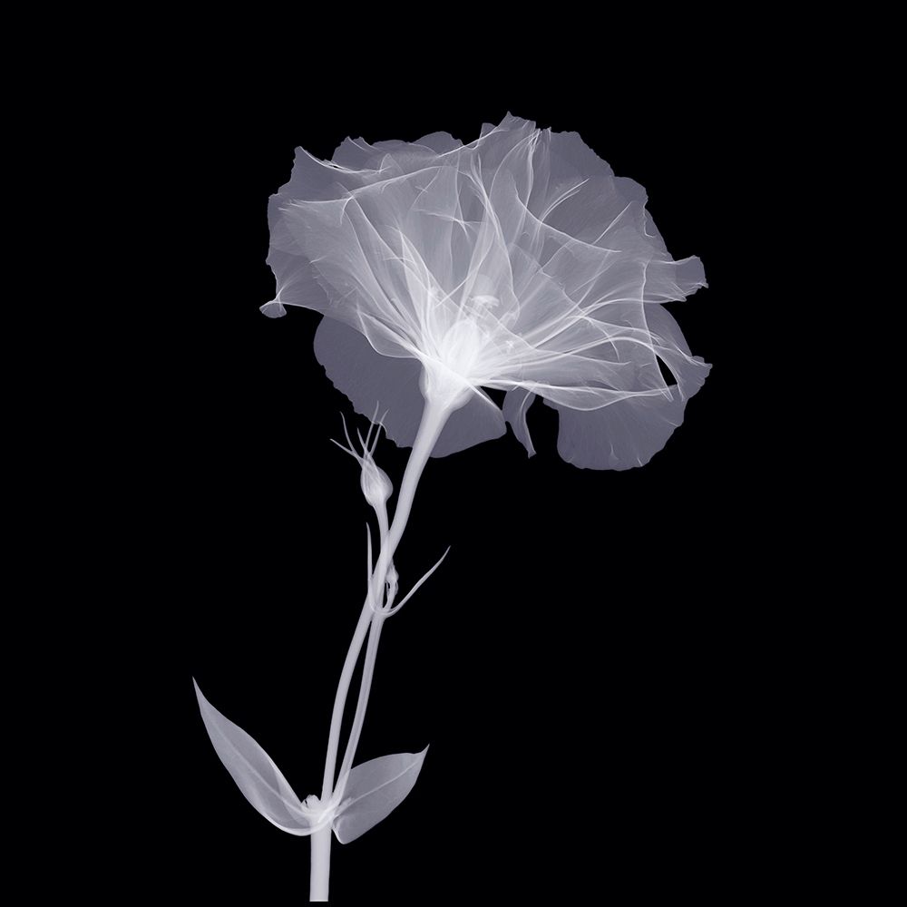 Bud in Bloom art print by Anonymous for $57.95 CAD