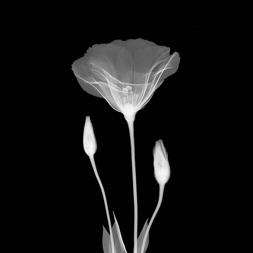 Poppy in Lace art print by Anonymous for $57.95 CAD