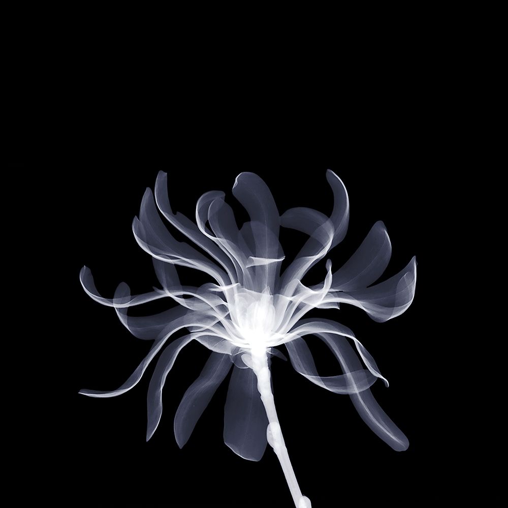 White Ribbons art print by Anonymous for $57.95 CAD