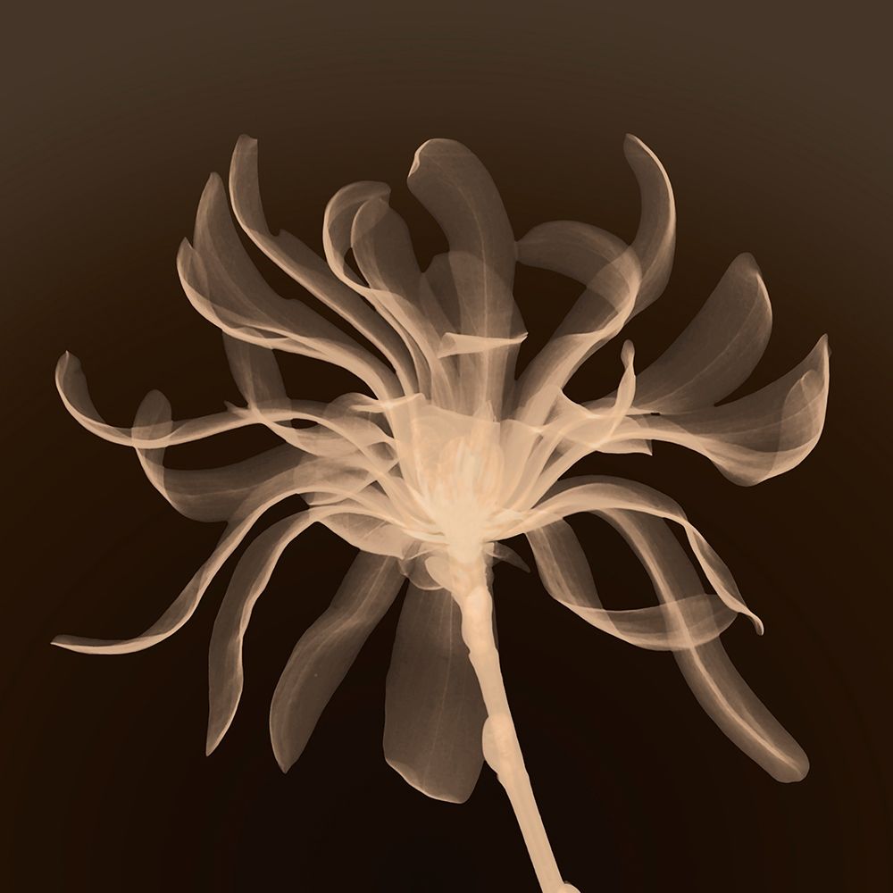 Cinnamon Ribbon (sepia) art print by Anonymous for $57.95 CAD
