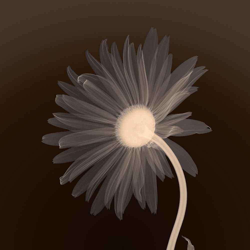 Sunburst Petals (sepia) art print by Anonymous for $57.95 CAD