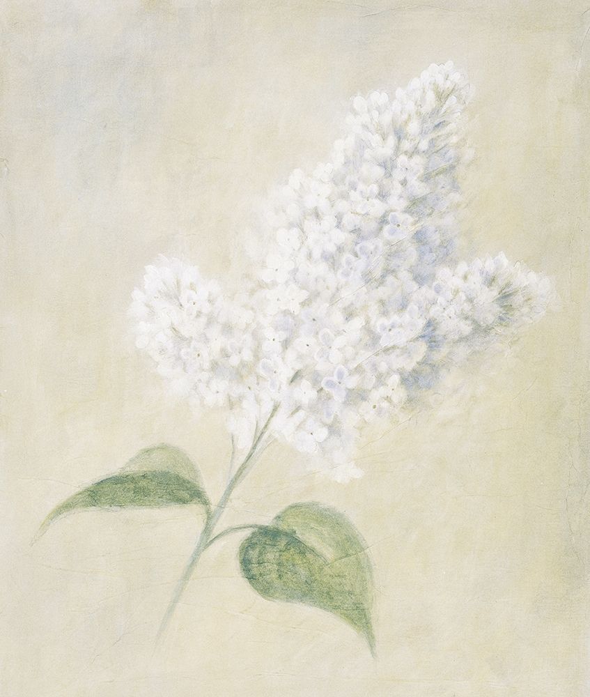White Azalea art print by Unknown for $57.95 CAD