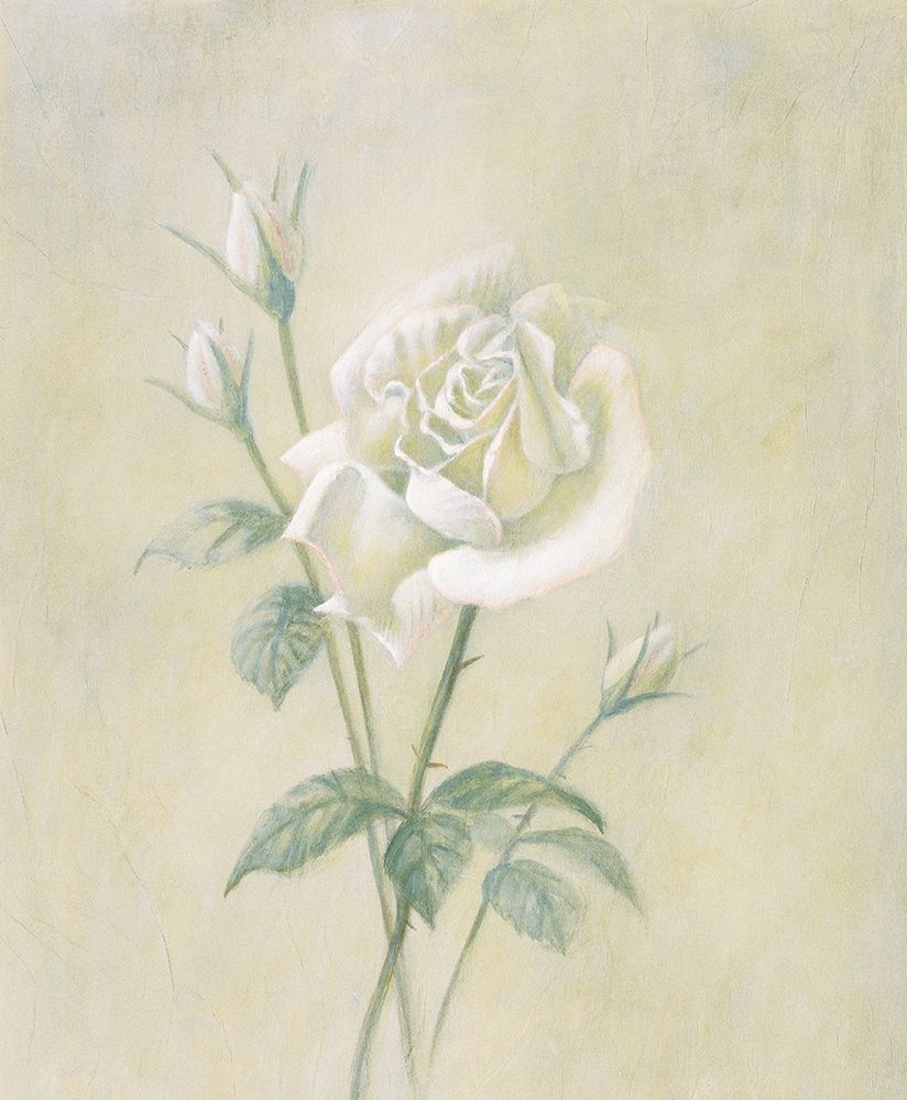 White Rose art print by Unknown for $57.95 CAD