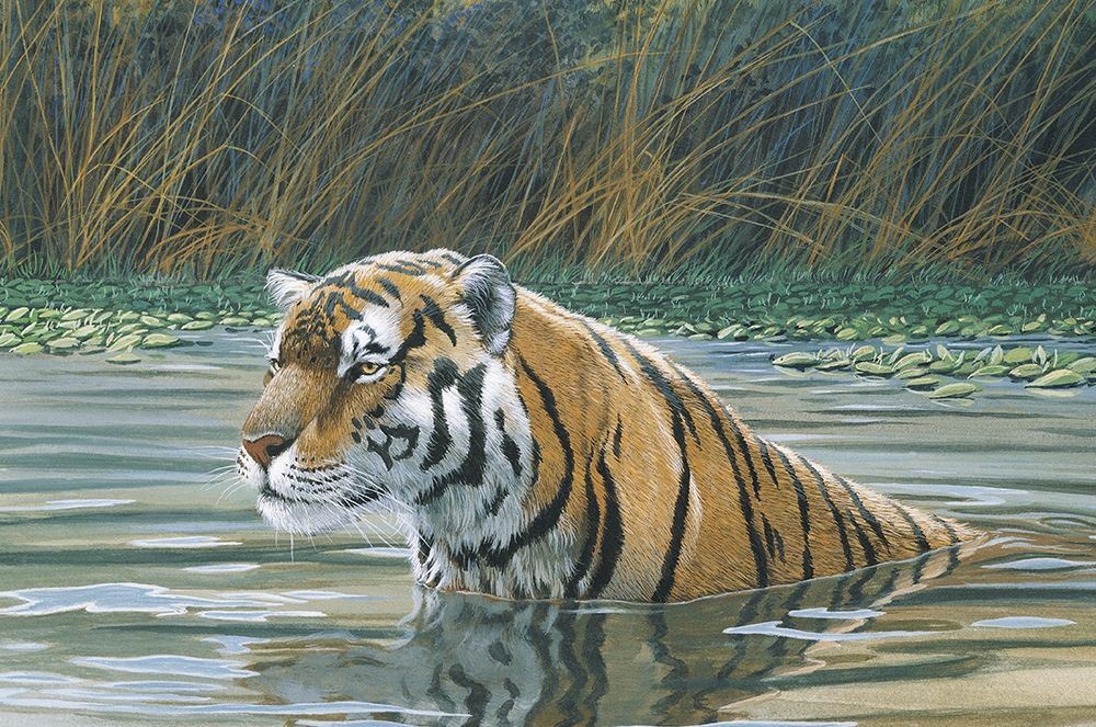 Bengal Tiger art print by Unknown for $57.95 CAD