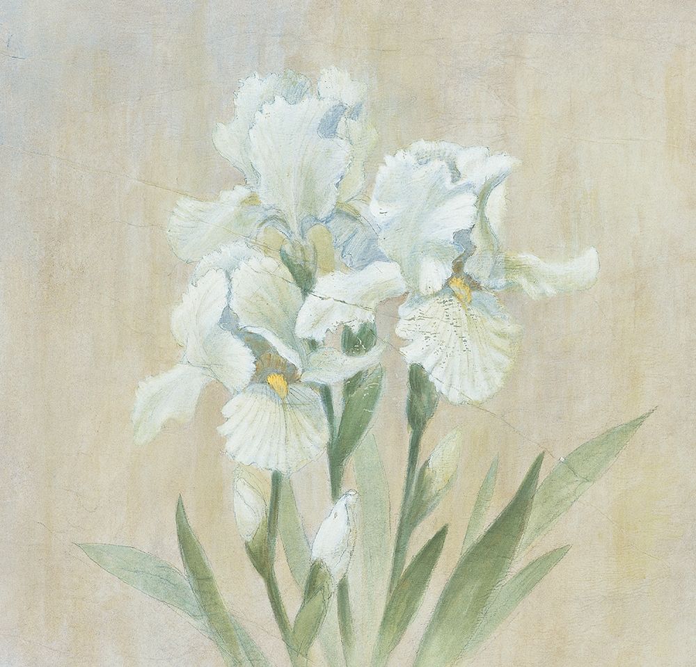 White Gladiola art print by Unknown for $57.95 CAD