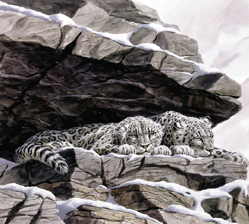 Snow Leopards art print by Unknown for $57.95 CAD