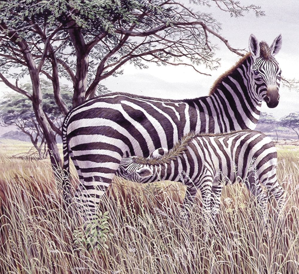 Zebras art print by Unknown for $57.95 CAD