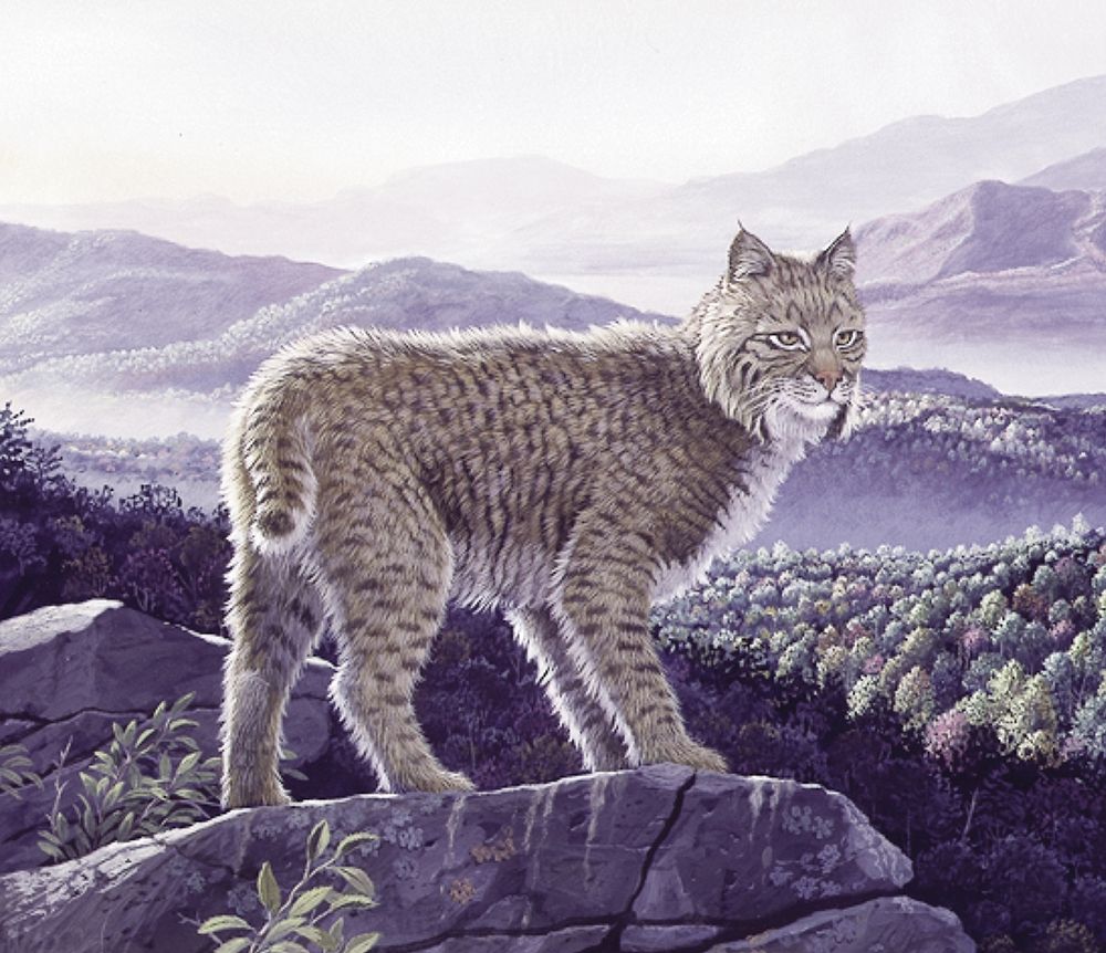 Bobcat art print by Unknown for $57.95 CAD