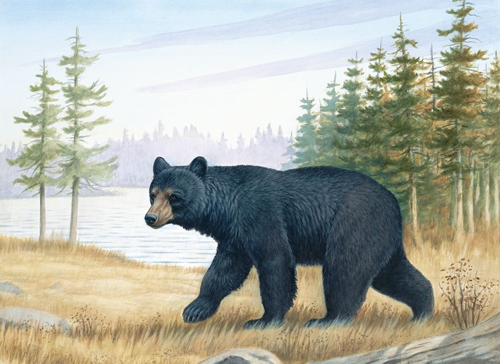 Black Bear art print by Unknown for $57.95 CAD