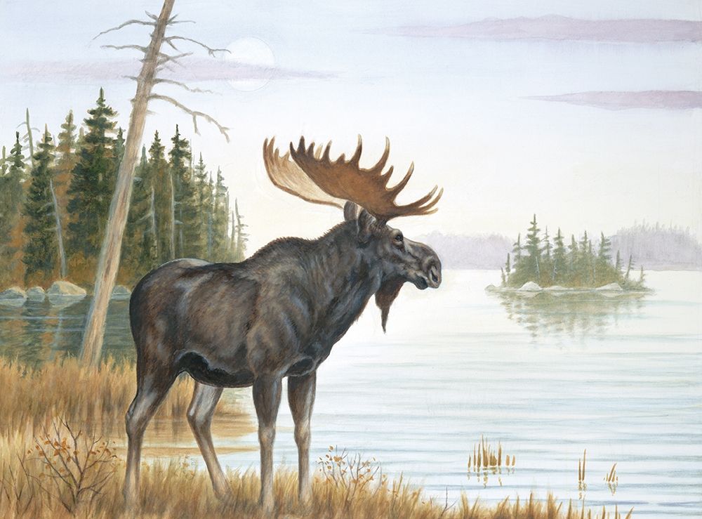 Misty Moose art print by Unknown for $57.95 CAD