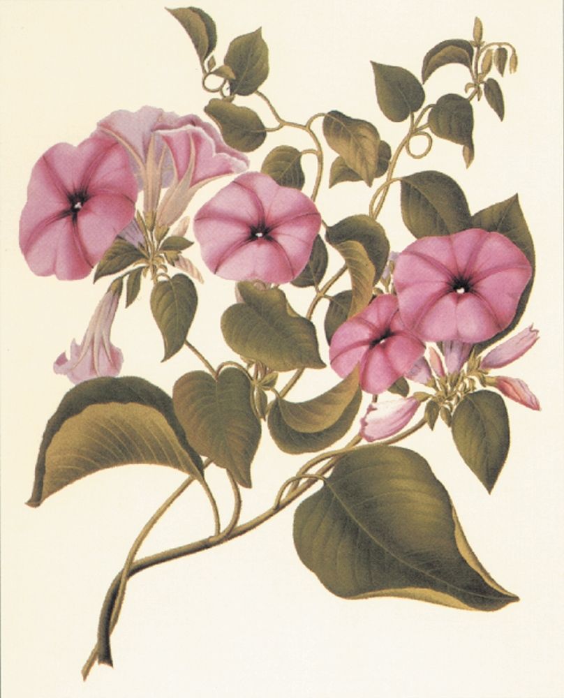 Botanical I art print by Unknown for $57.95 CAD