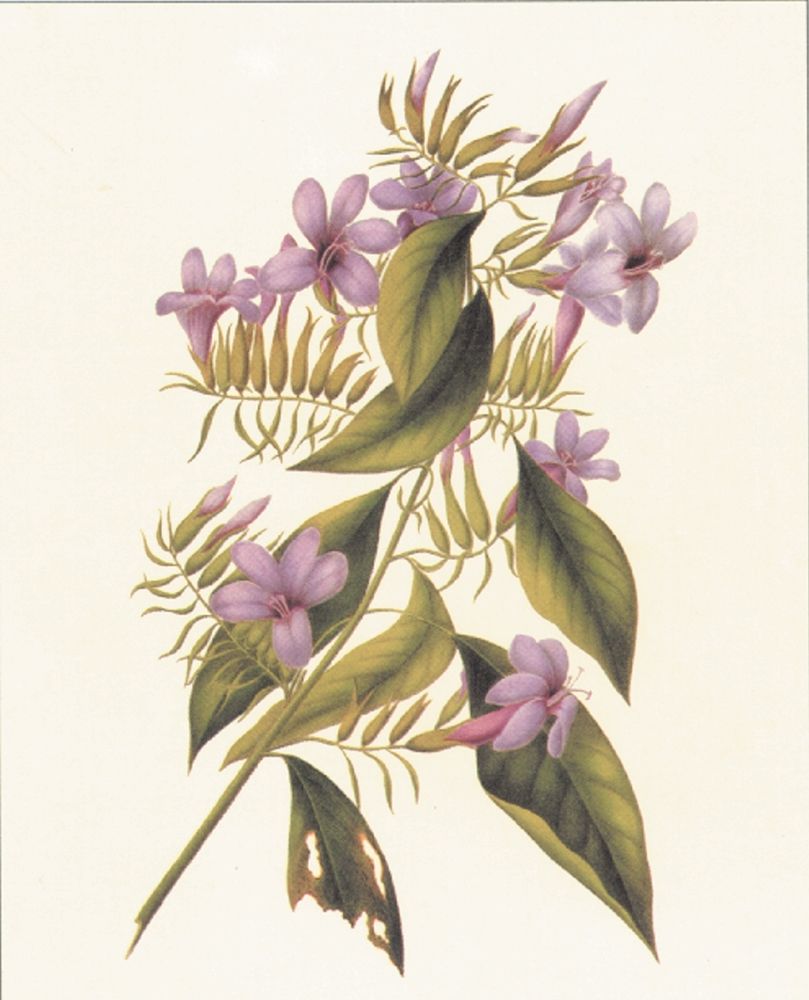 Botanical II art print by Unknown for $57.95 CAD