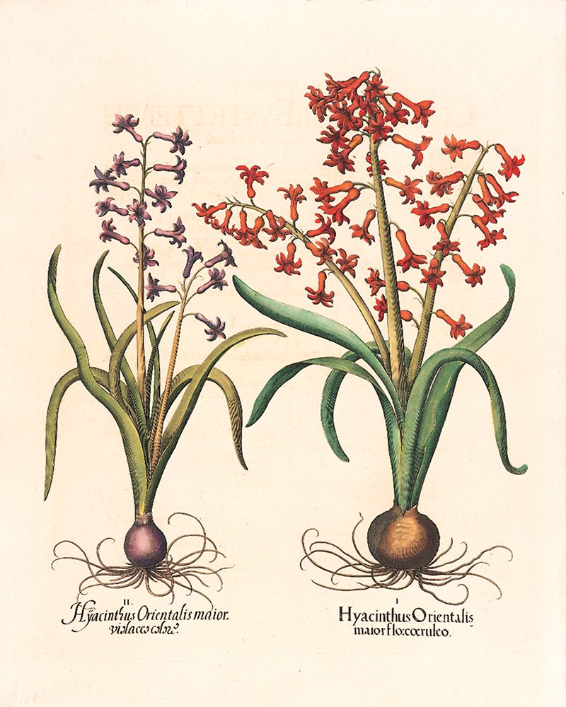 Hyacinth Botanical art print by Unknown for $57.95 CAD
