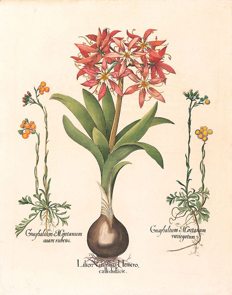 Lily Botanical art print by Unknown for $57.95 CAD