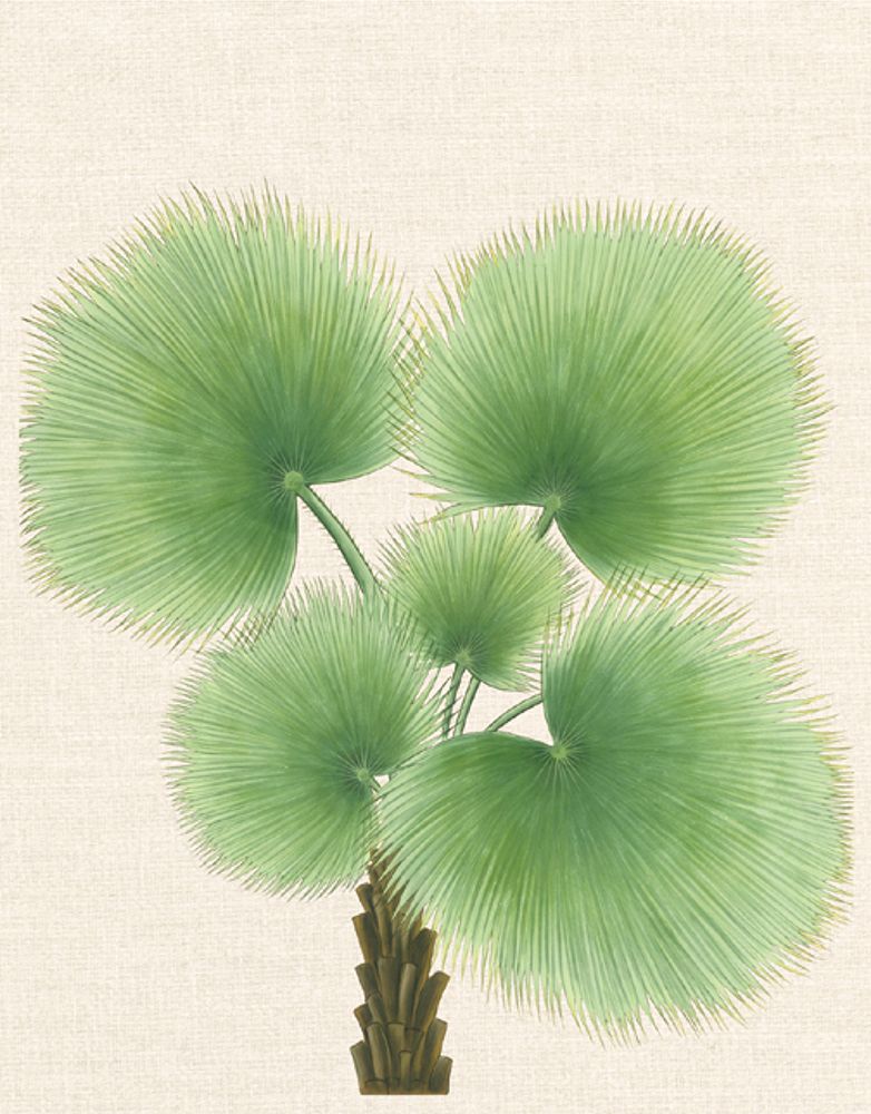 Palm Fronds art print by Unknown for $57.95 CAD