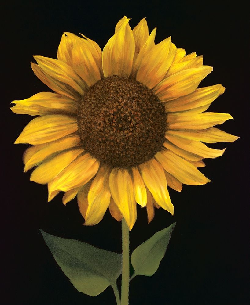 Sunflower I art print by Unknown for $57.95 CAD