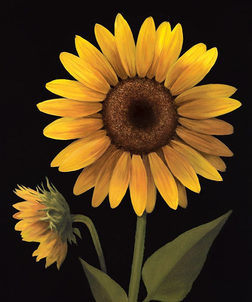 Sunflower II art print by Unknown for $57.95 CAD