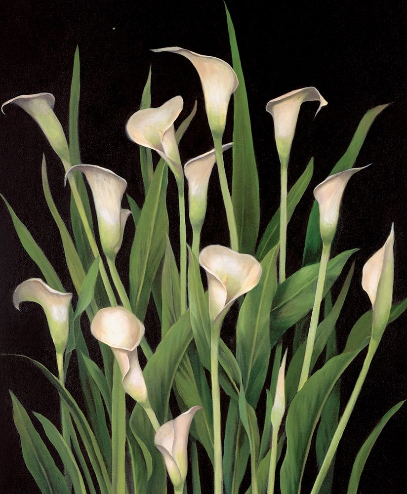 Lily I art print by Unknown for $57.95 CAD