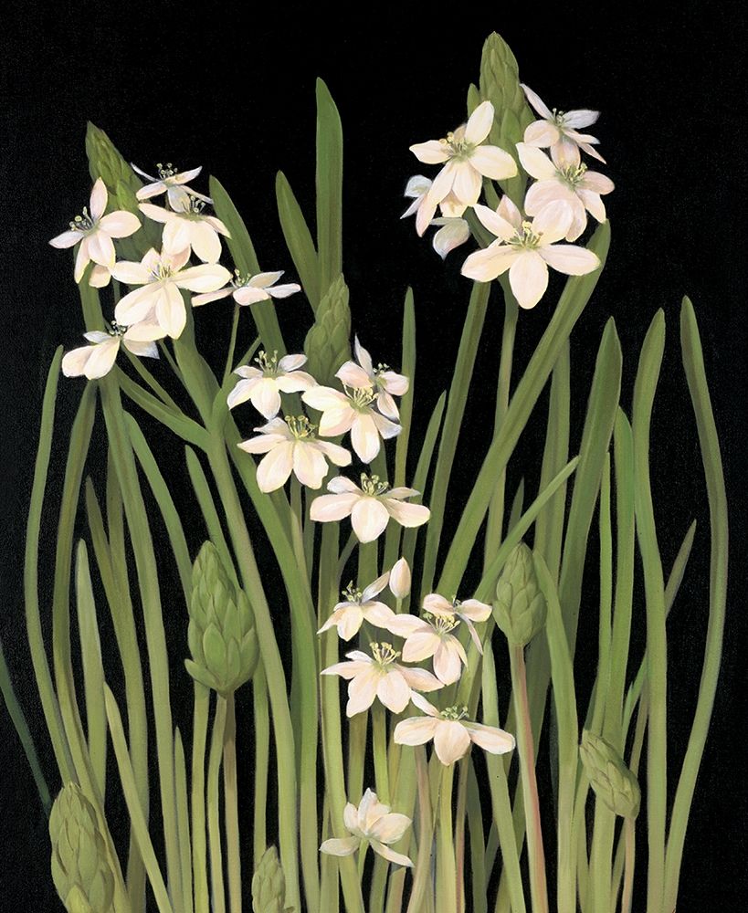 Lily II art print by Unknown for $57.95 CAD
