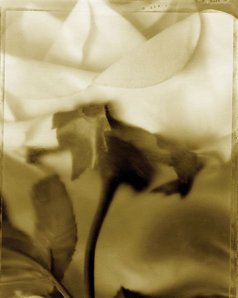 Flower Focus I art print by Unknown for $57.95 CAD