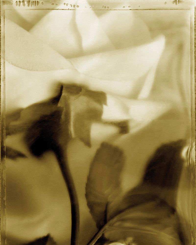 Flower Focus II art print by Unknown for $57.95 CAD