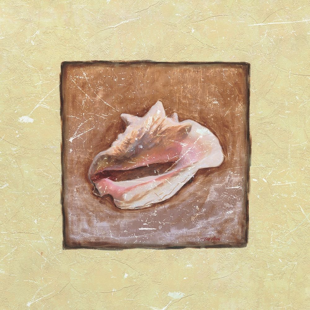 Conch Shell art print by Unknown for $57.95 CAD