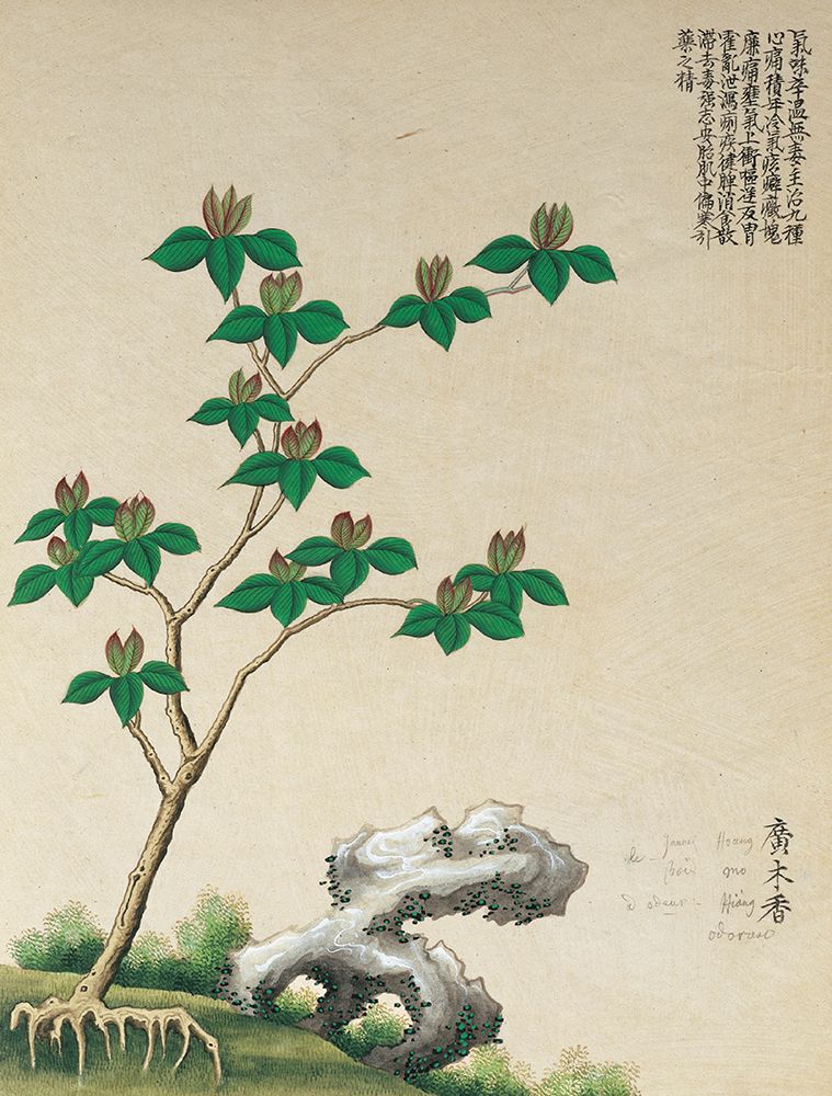 Oriental Flower II art print by Unknown for $57.95 CAD